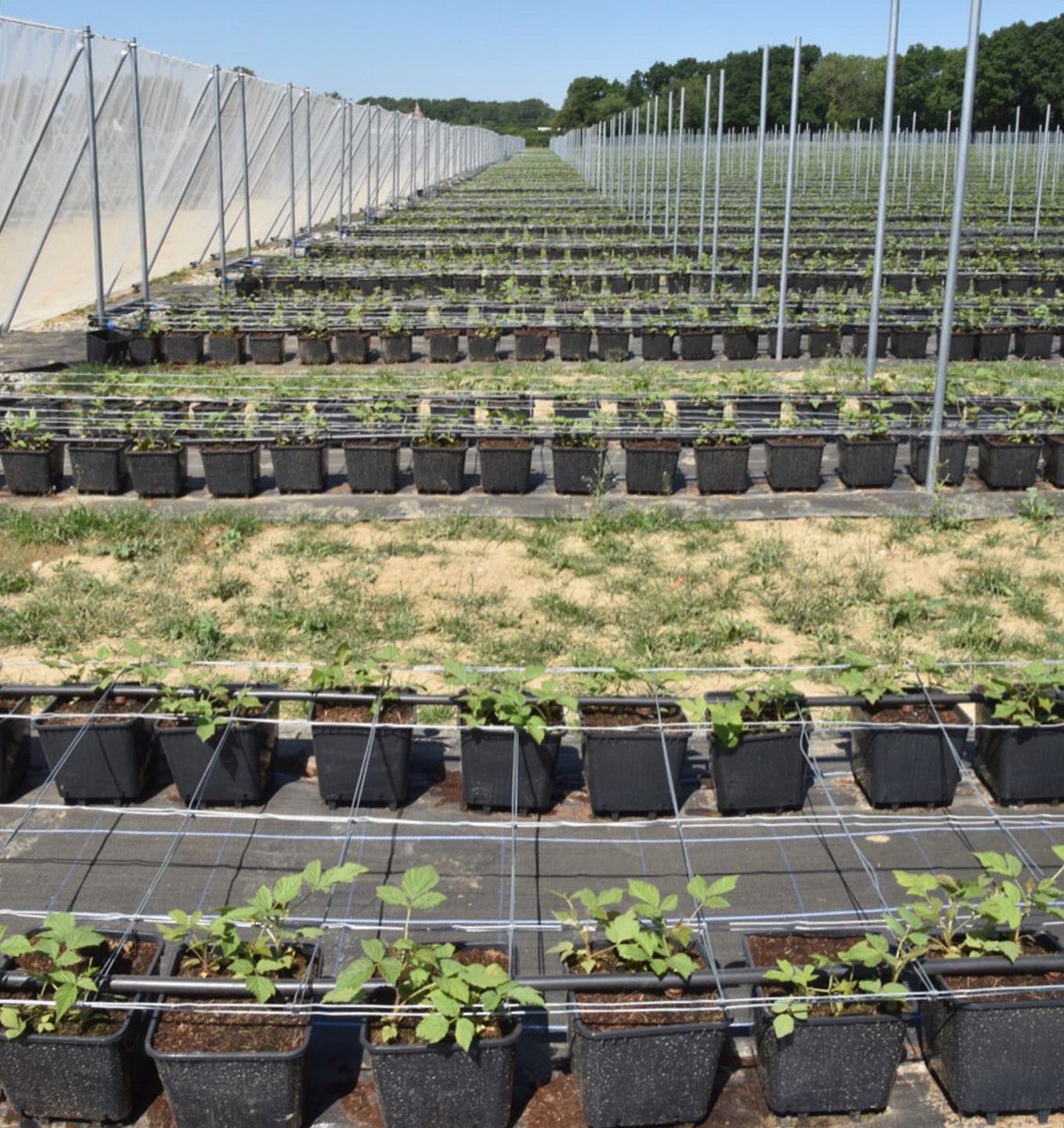 HamptonSteel's tweet photo. Last year, Hampton Steel worked with award winning Clock House Farm to develop a new raspberry plant wire support system using Hampton NET™ 

#fixedknotfencing #britishwirefencing #raspberrymesh #softfruitfencing #hamptonnet #raspberryfencing #clockhousefarm #hamptonsteel

(1/4) https://t.co/MNmgM68pON