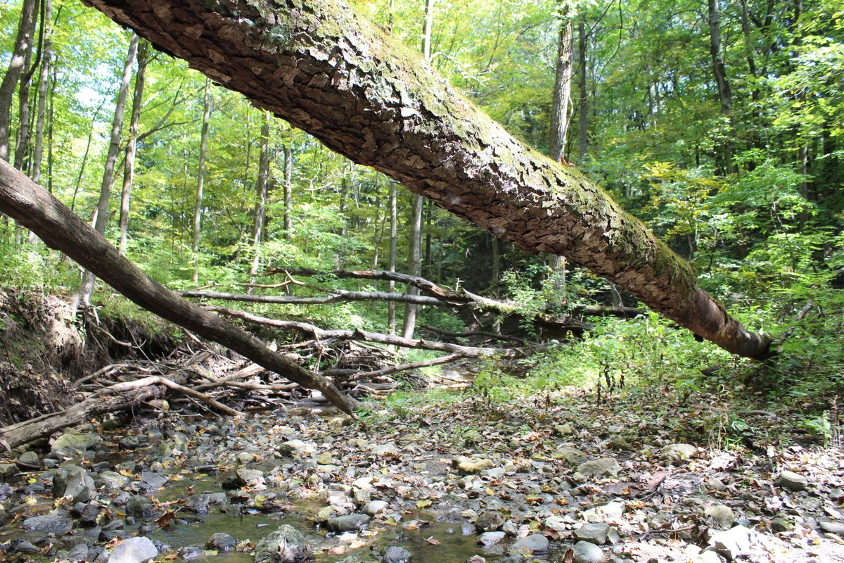 NatureinChicago's tweet photo. Looking for some great places to visit in Chicagoland this summer? If so, check out my new book, Nature in Chicagoland: More Than 120 Fantastic Nature Destinations That You Must Visit (304 pages, 210+ photos, ISBN 978-0-9829210-5-0). You can learn more at https://t.co/r67Gq4PVM0 https://t.co/LVJcmCVBAN