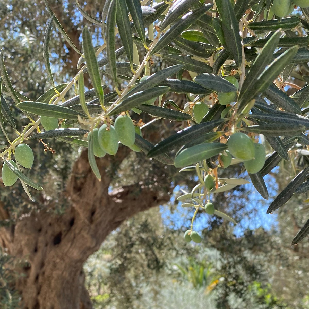 Meanwhile in Sicily, our Tonda Iblea olives on Pianogrillo Farm are stunning. Olive harvest 2021 going to be a great. #italianfood #evoo #sicilian