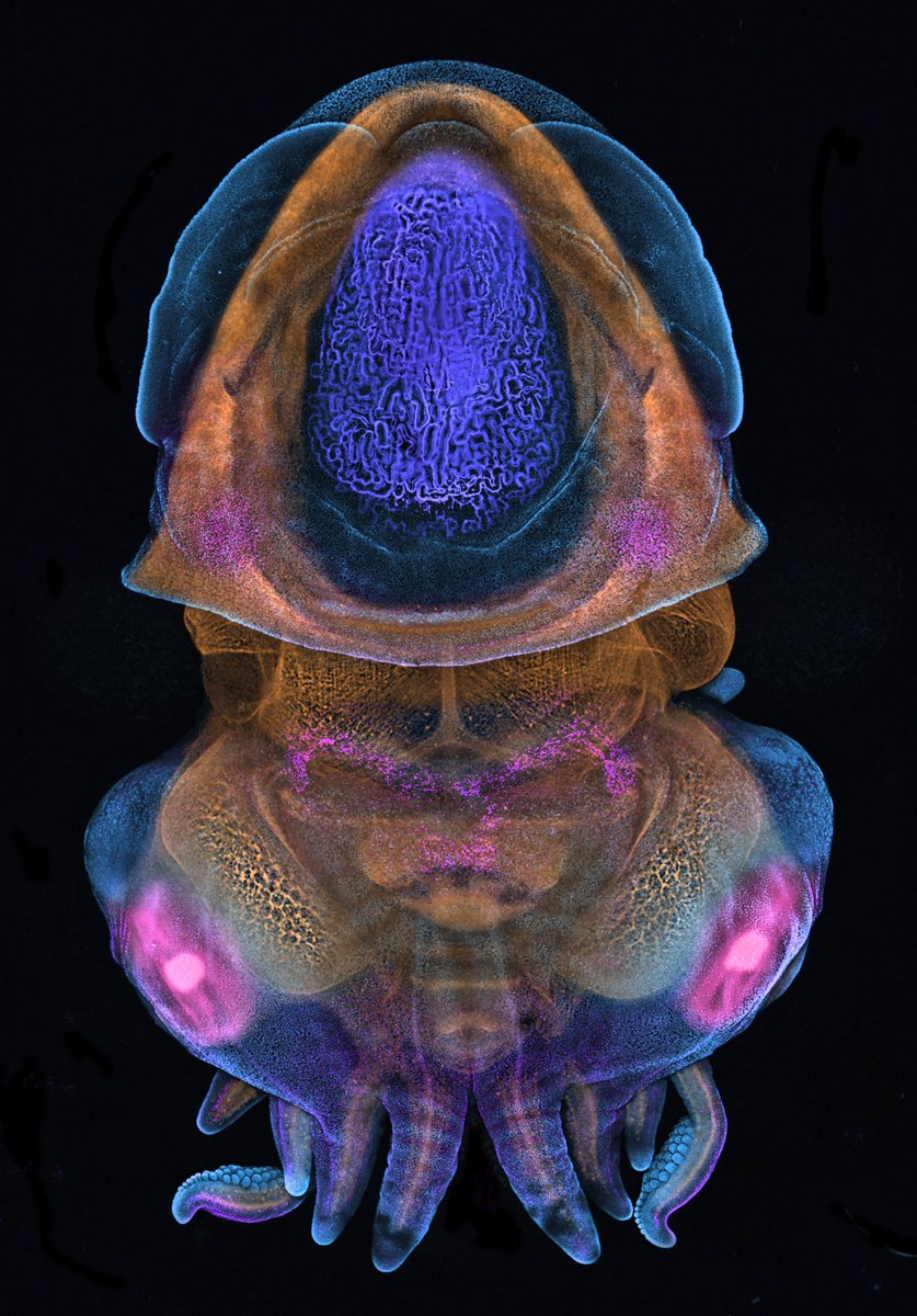 kWolbachia's tweet photo. Dwarf cuttelfish embryo  https://t.co/YQLVJOYbyX 
#ImageRemix 4 https://t.co/sej6f1S5Cb