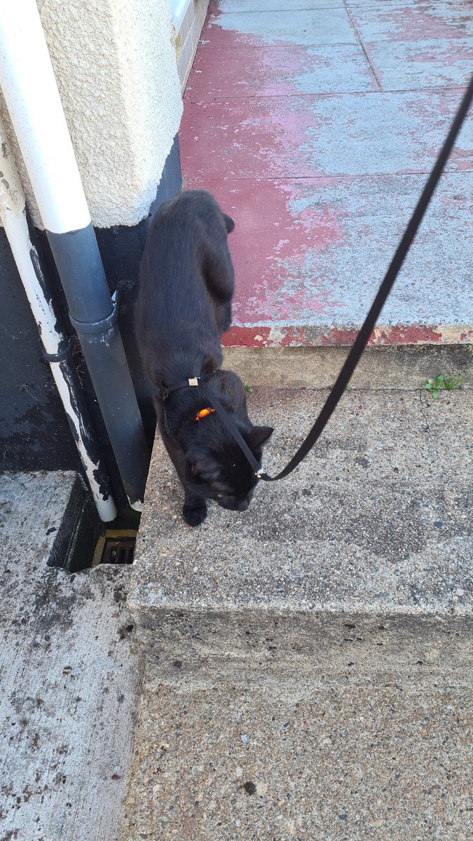 Just taking my cat for walk as you do on a Friday night