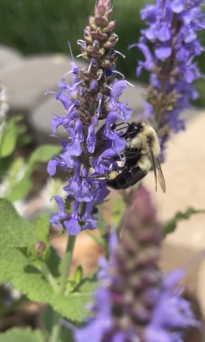 Busy mid-morning for salvia visiting Bumblebees. How not to love them?