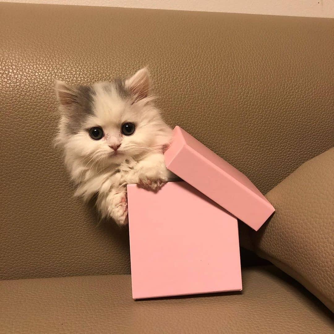 contents that ll heal your depression 🌻 (@catshealdeprsn) on Twitter photo 