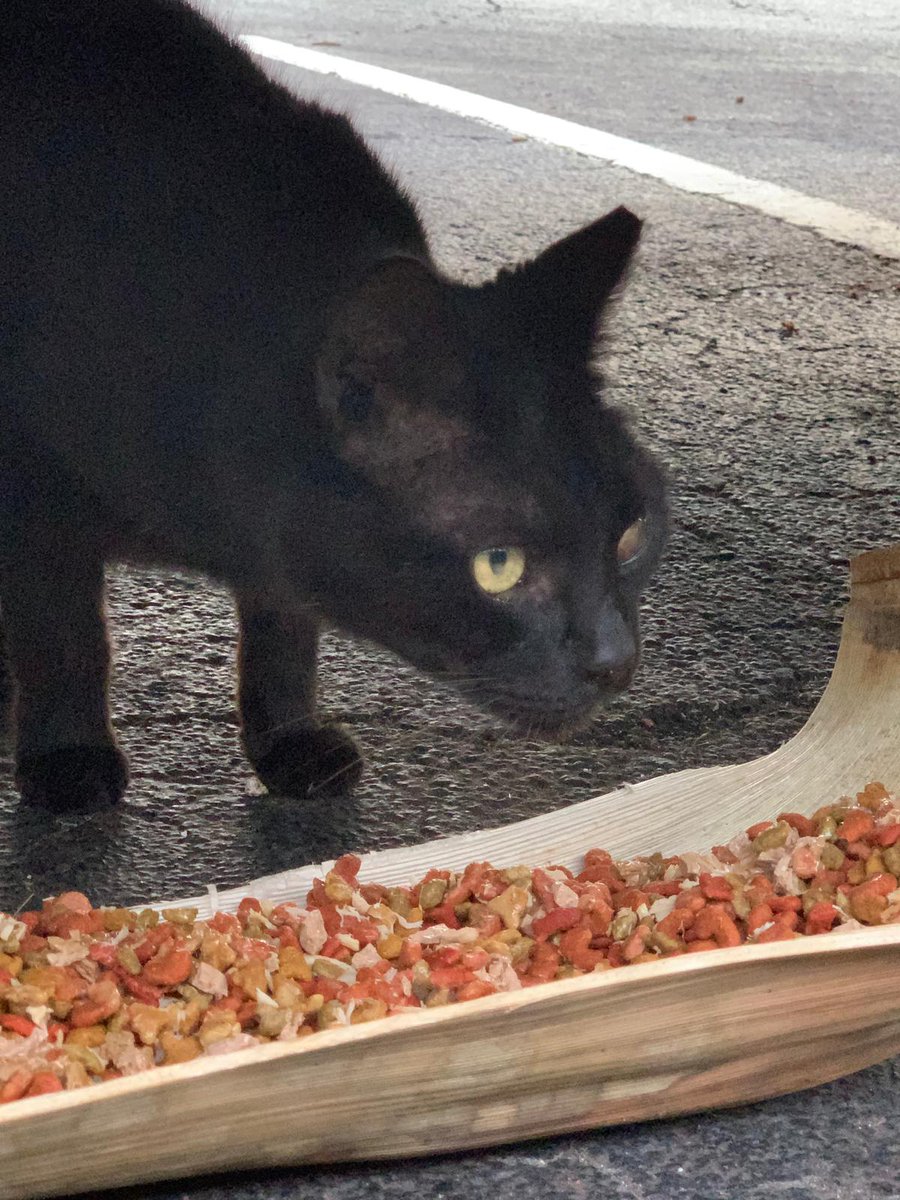 📌Help Needed! Shiva has been unnaturally thirsty which could be #Kidney disease or #diabetes🙀She needs bloodwork to resolve this medical condition before she develops more advanced issues
🧡GoFundMe: gofund.me/6a7dec94
😻PayPal: paypal.com/fundraiser/cha… (Note Shiva)
#cat