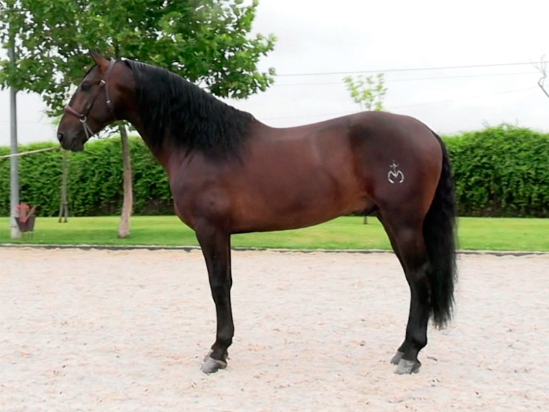 anccepre's tweet photo. Campeón de la Sección 8ª (sementales de 4 años) del II Concurso Morfológico Internacional Virtual ANCCE, ZAPATA MOR, propiedad y criado por Las Morerías.
➡️ https://t.co/G44sUXC8a4
#CaballosPRE #CaballoEspañol #PuraRazaEspañola #MorfológicosPRE #FuncionalidadPRE https://t.co/ubaYRyrXoR