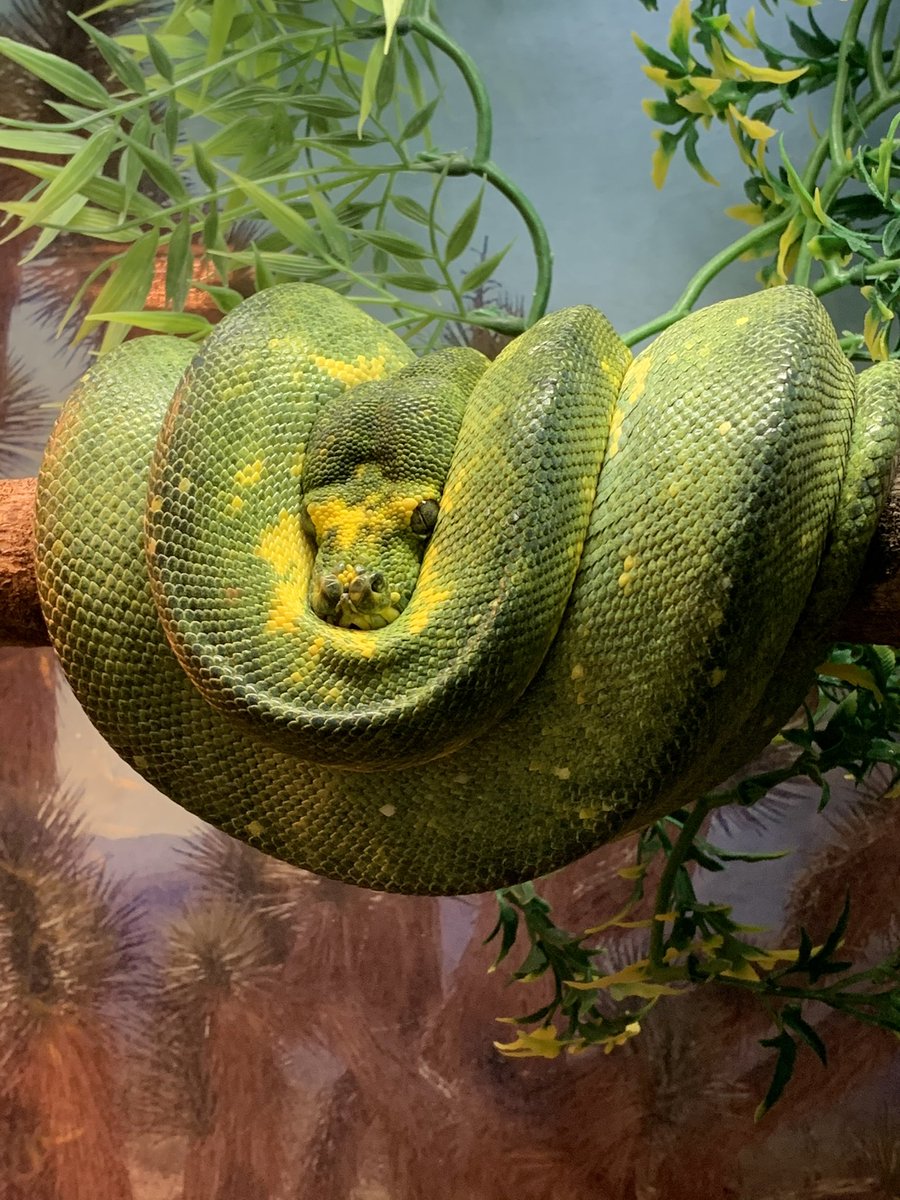 It’s #WorldSnakeDay today, so here’s a small assortment of some of the amazing #snakes that have come to the centre over the last few years! #ncrw