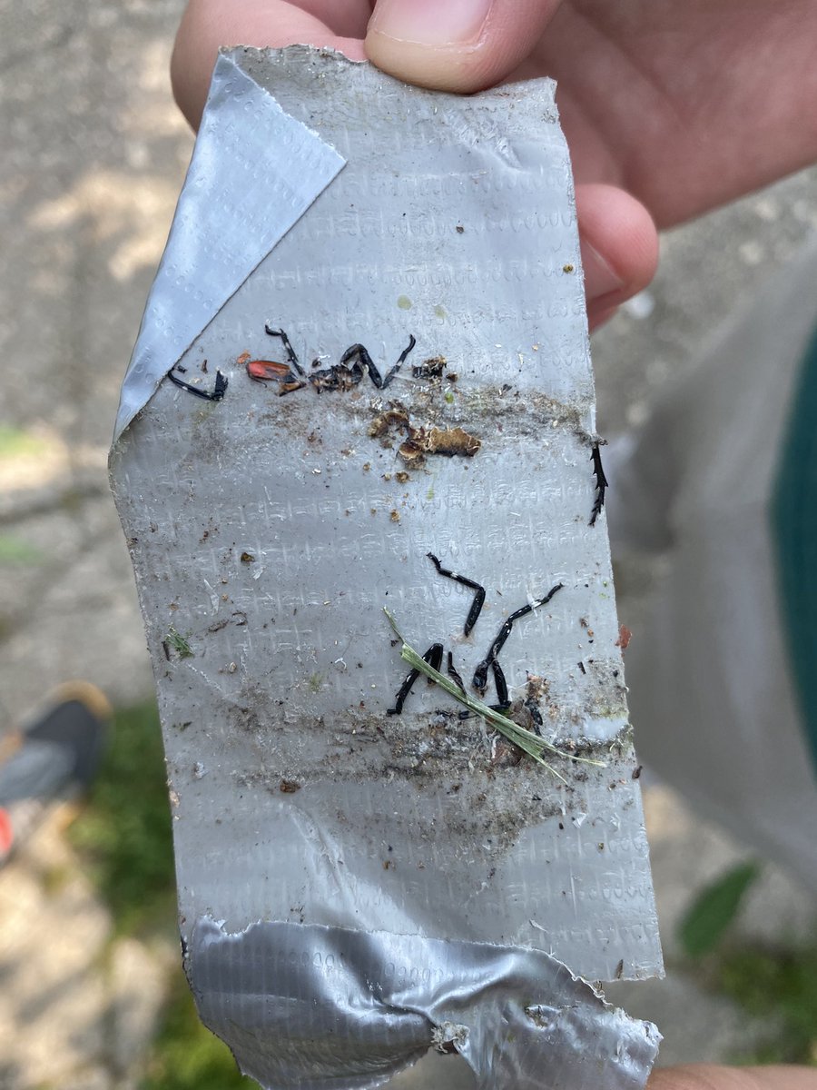 Today we went to Riverview park to test our model on nymphs and some adult lanternflies.  It worked successfully but, we have to make adjustments. We’ll be back tommorow! <a href="/STEMExpeditions/">STEAM Expeditions</a> <a href="/Ps28jc/">PS 28 Jersey City</a> #spottedlanternfly #Entomology #invasivespecies #stoptheinvasion