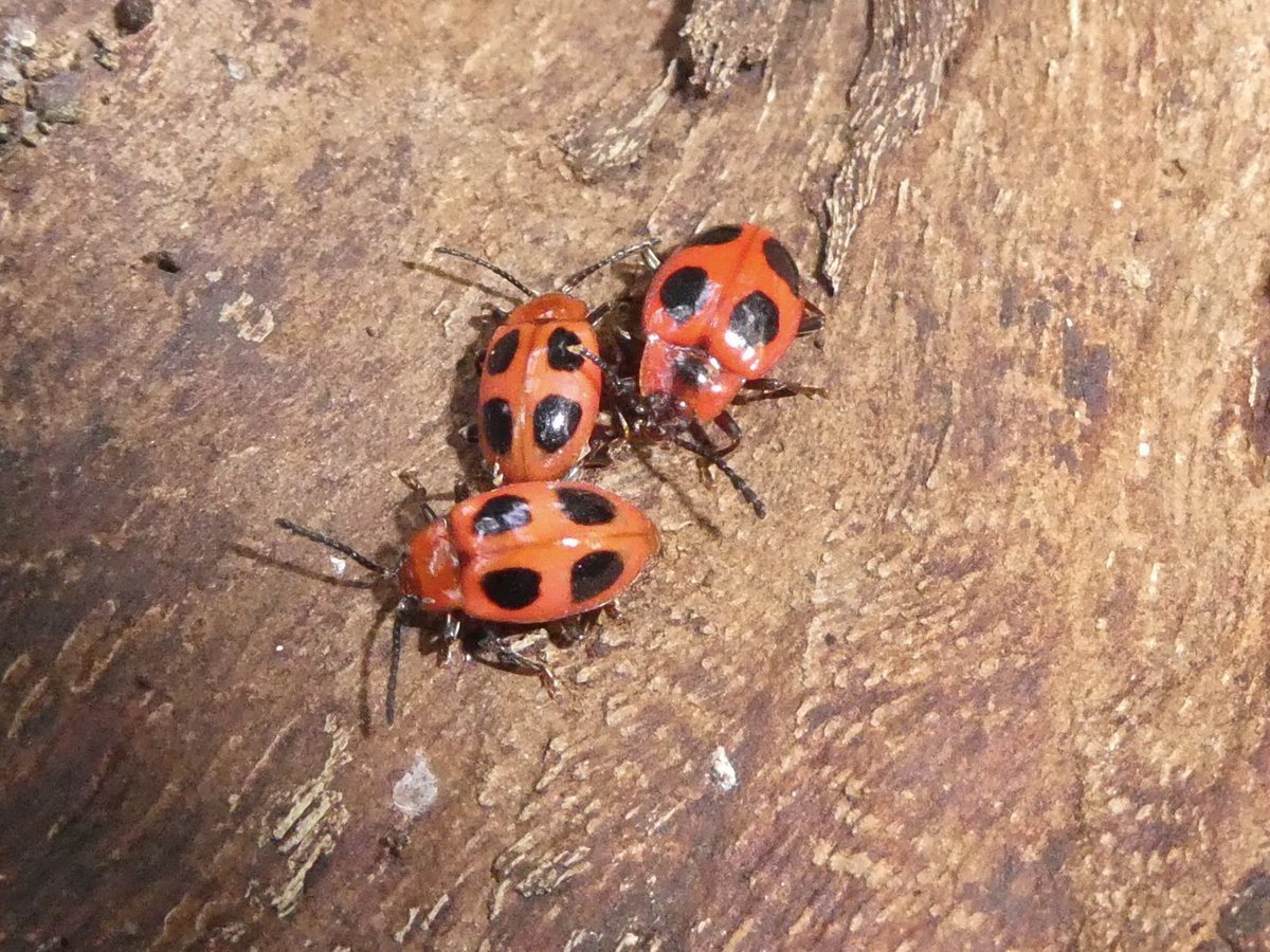treeruss's tweet photo. @IanSnakeGeek @MrSamParry @WGHaggerston @SaveLeaMarshes False Ladybird beetles found during construction of habitat piles. Also known as Handsome Fungus beetles (obviously!). Also saw Lesser Stag beetles.
#FalseLadybird #Endomychus #SaproxylicBeetles #Endomychidae
#HackneyWildlife #HackneyBeetles #HackneyMarshes #DeadwoodIsGood https://t.co/i0OgQWiR59