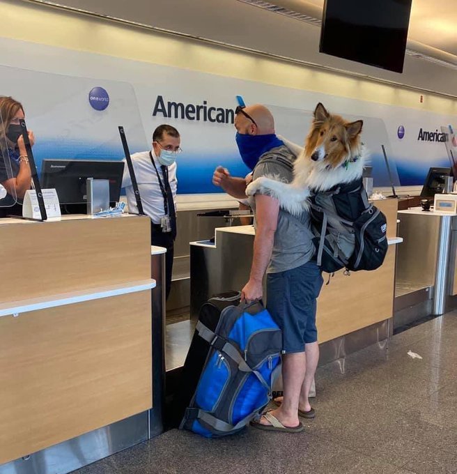 Dude at check-in counter in airport with a big dog in the backpack on his back.