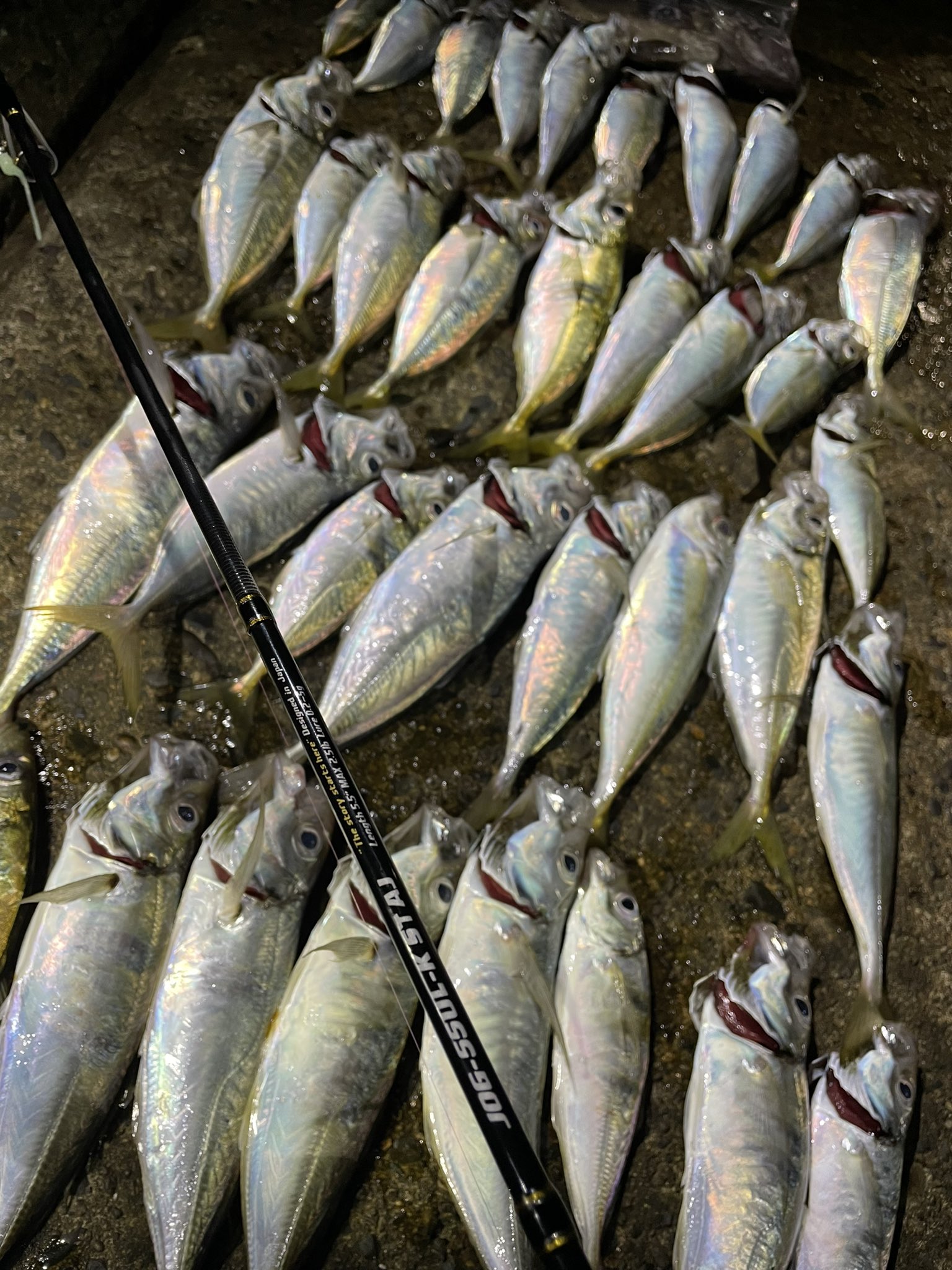 22新作モデル ジャクソン オーシャンゲートアジ Jog 55 Jackson ロッド Www Pastosbons Ma Gov Br