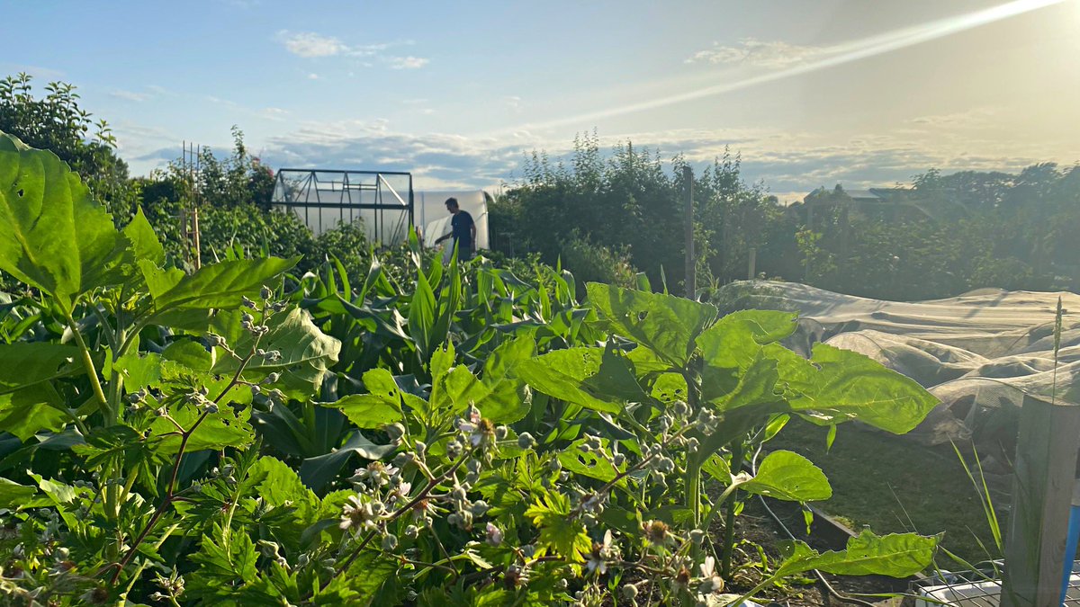 Zoë Henry tweet media