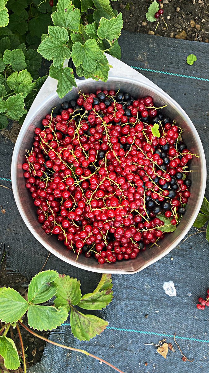 Zoë Henry tweet media