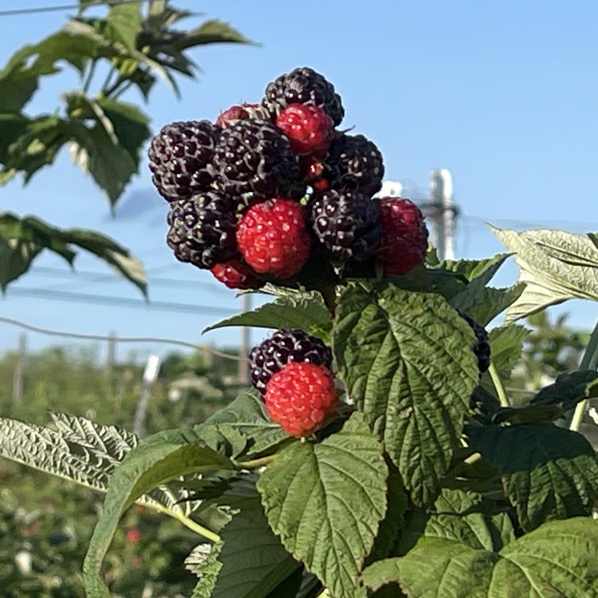 IndLadderFarms's tweet photo. #berry picking! Sat-Sun 9am-4pm weather permitting! #raspberries, #blackraspberries, &amp;blueberries. call first 1-866-640-PICK
#berrypicking #raspberrypicking #freshberries #blackraspberry #518eats #518events #capitalregion #capitaldistrict #518life #summerfun #familyfun #518kids https://t.co/STpdOEpnWv
