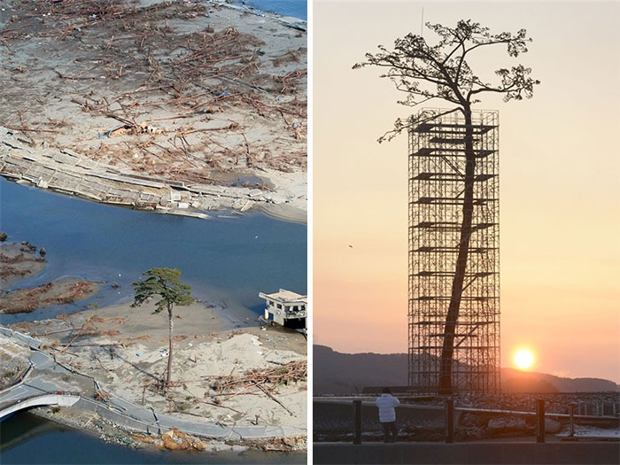 El único árbol que sobrevivió al tsunami en Japón entre 70.000 árboles. Hoy protegido y restaurado.