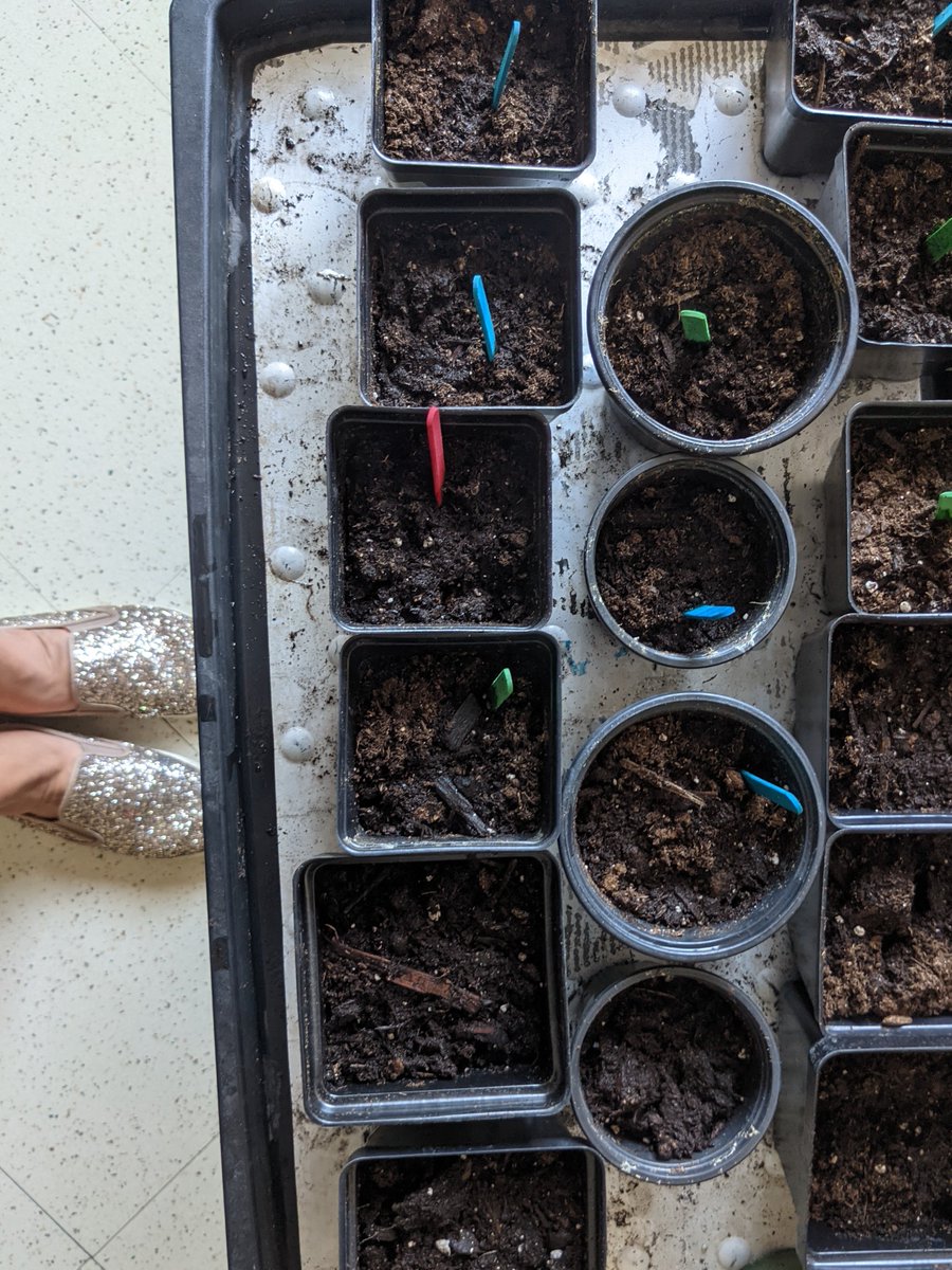 MrsAngieTusa's tweet photo. Kicking off our #plantstudy with planting! Excited to watch our soon to be kindergartners & plants 🌱 grow these next few weeks! #handsonlearning @191 @ISD191 @191CommunityEd https://t.co/yGJyqiQnNK
