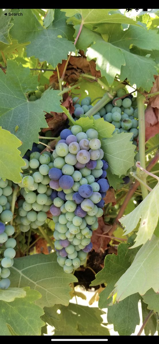 Good to have these days back.