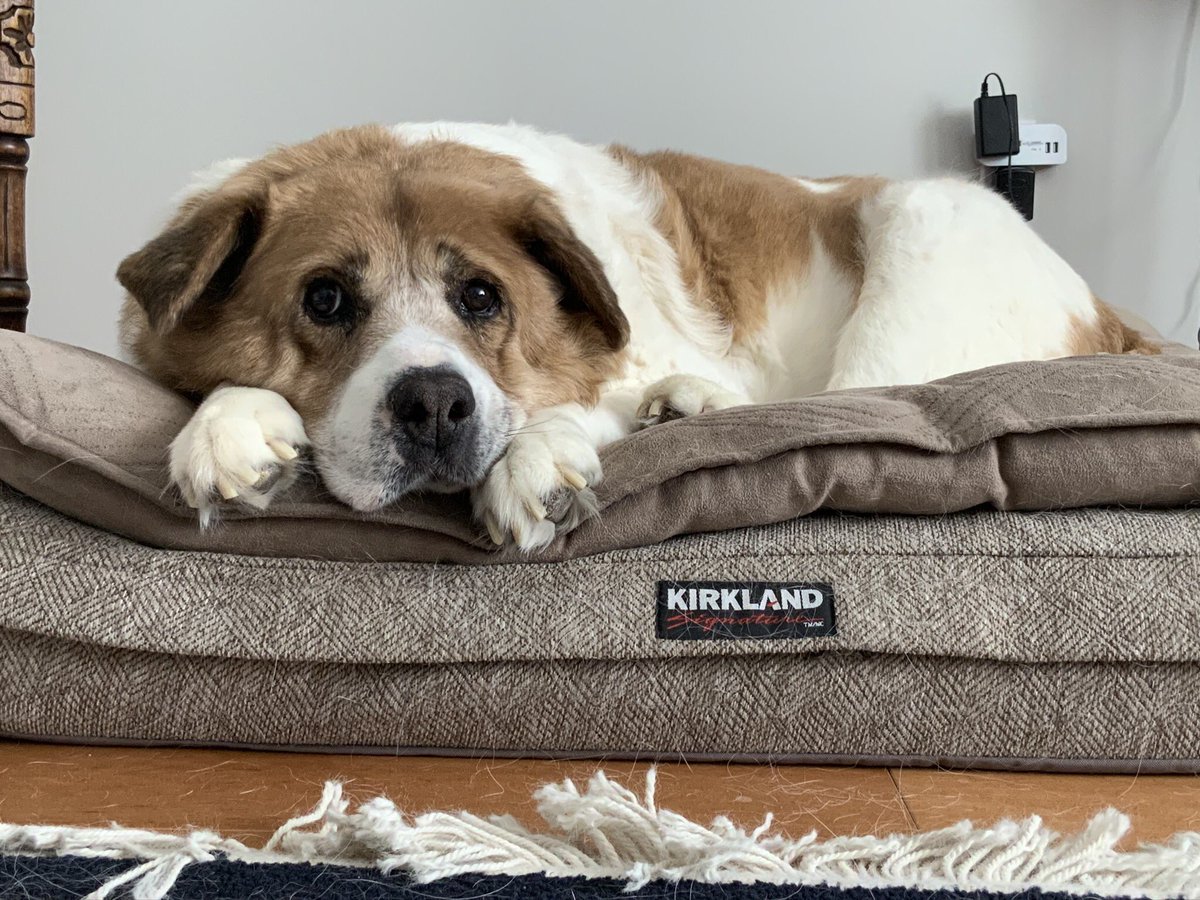 grizbro's tweet photo. So we had a home visit from a vet today. Checking on our dog. I guess we have to take the next step and put him down π. My poor wife is beside herself. Will book a time next week and have drugs for him till then for pain. #Hatethispart https://t.co/cZwVoYoMWi