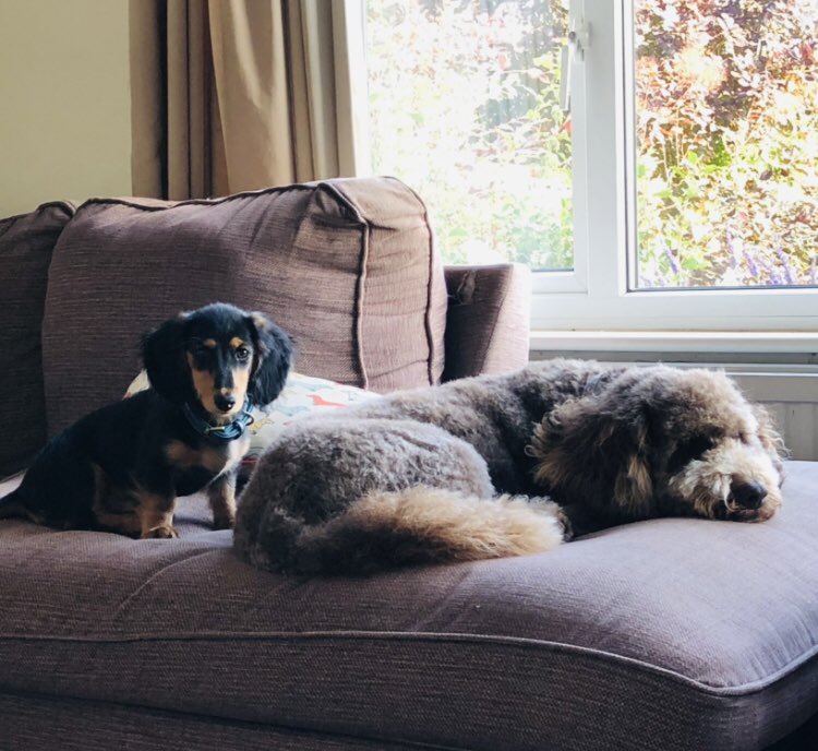 RanieriDog's tweet photo. #Chilling 🐶🐶 https://t.co/fGGBXVsZtY