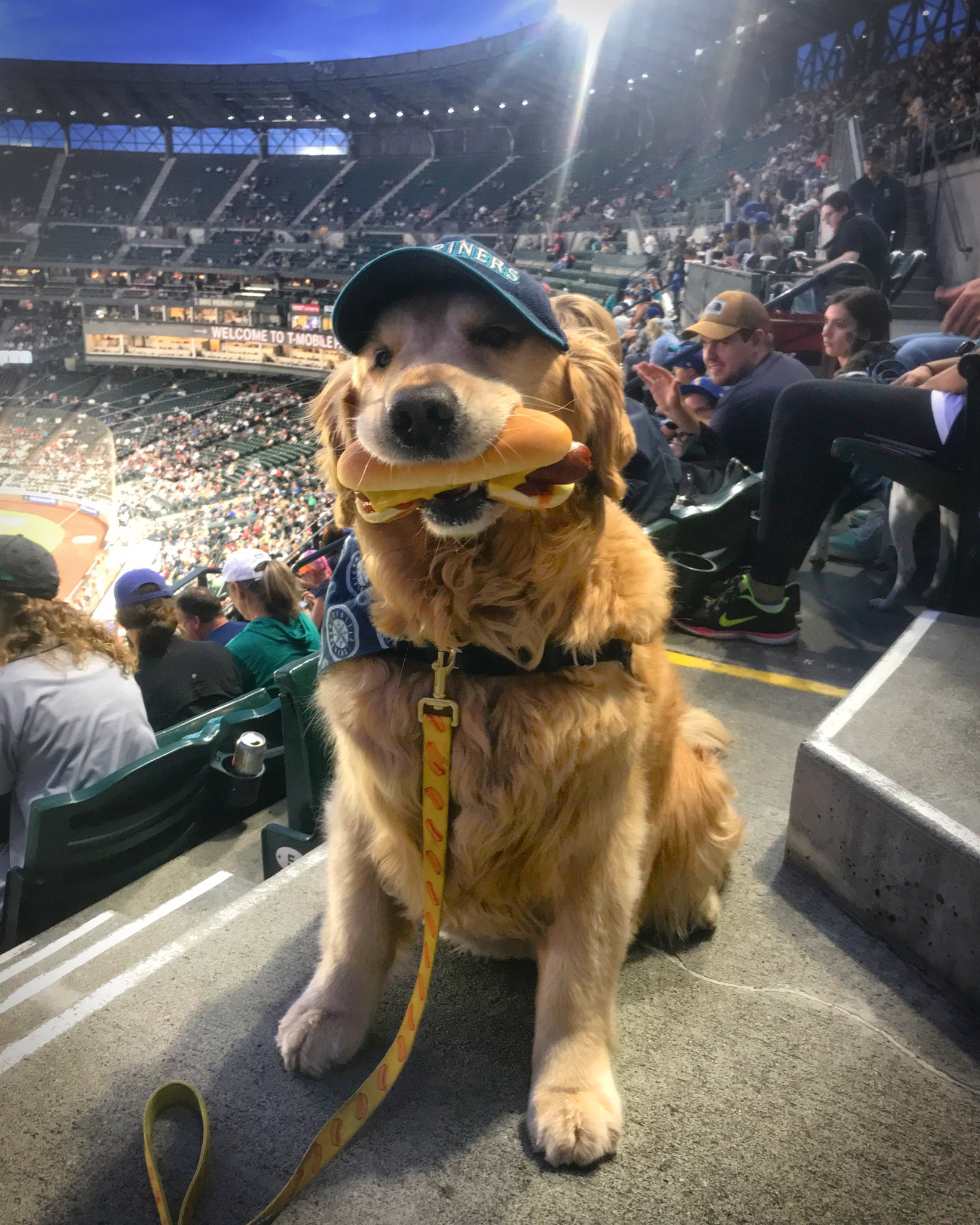 Dash Dog 🐾 on X: Doggo friends! The @mariners just announced 2 Bark at  the Park Nights for this season! Visit  to get your  tickets 🐾⚾️🌭 I can already taste that
