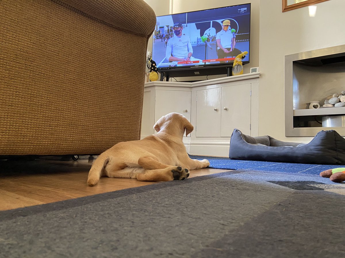 When your puppy is a <a href="/GeorgeRussell63/">George Russell</a> <a href="/LandoNorris/">Lando Norris</a> fan you know you done good.