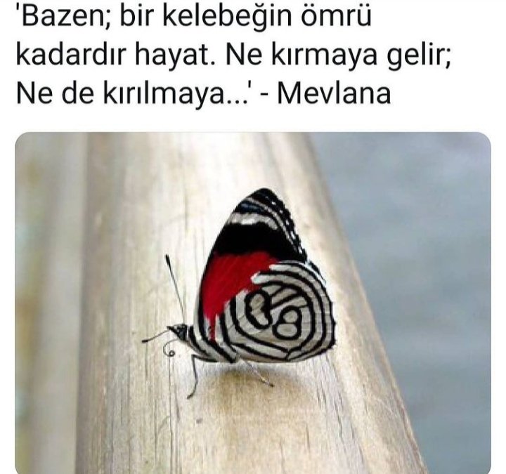 Zeki Özdemir0707 (@z17963224) on Twitter photo 