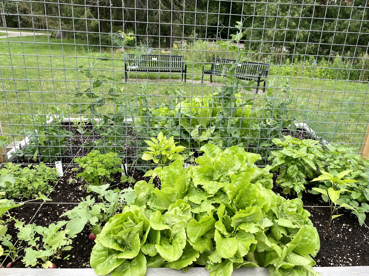 Ça pousse! Les plantes du Jardin communautaire de <a href="/GlendonCampus/">Glendon Campus YorkU</a>. Our Community Garden in full bloom! 🌱🪴

#Glendon #YorkU #CommunityGarden #TorontoGarden
