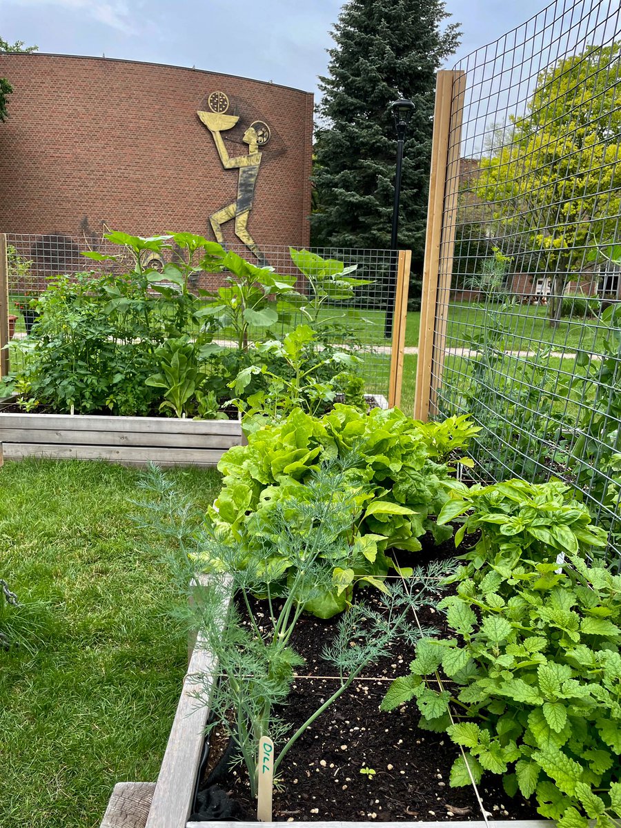 glendongarden's tweet image. Ça pousse! Les plantes du Jardin communautaire de @GlendonCampus. Our Community Garden in full bloom! 🌱🪴

#Glendon #YorkU #CommunityGarden #TorontoGarden