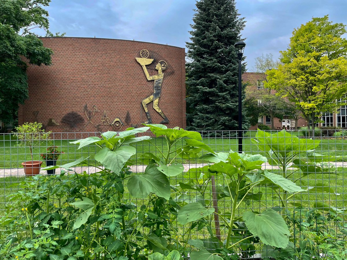 glendongarden's tweet image. Ça pousse! Les plantes du Jardin communautaire de @GlendonCampus. Our Community Garden in full bloom! 🌱🪴

#Glendon #YorkU #CommunityGarden #TorontoGarden