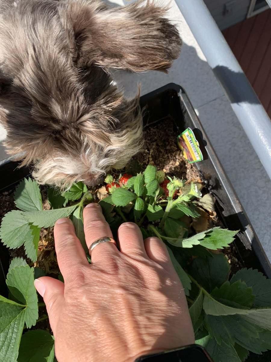 WeatherDog_Will's tweet photo. Oooo! There are a few strawberries in there! We 🍓 them! #SchnauzerGang #backyardfruit #strawberryseason https://t.co/rDnAHfMhvQ