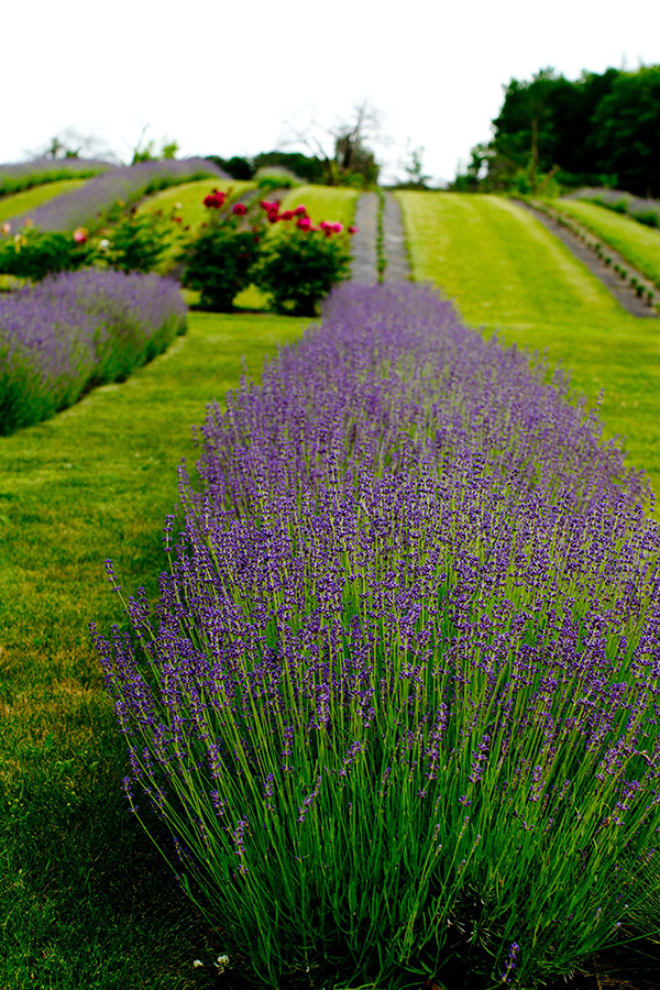 SavorySpoon's tweet photo. Stop by @SavorySpoon July 24th, 10-2 to learn about @lavender from #DoorBotanicals. Guests can purchase #bouquets, #sachets and #buds for culinary use. Samples of lavender lemonade and lavender ice cream, along with recipes. https://t.co/YI3kqRPJ8b https://t.co/bHFfHAtFao