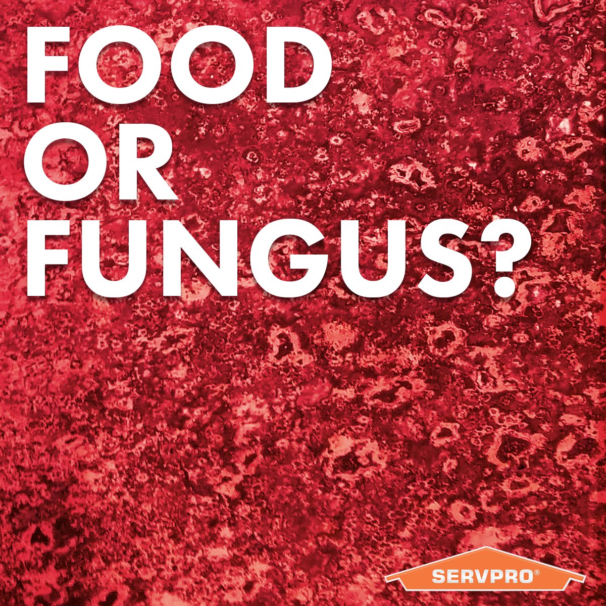 SERVPROSanLean's tweet image. Food or fungus? Can you tell? Let us know! 

If you suspect mold in your home, we can help remove it.