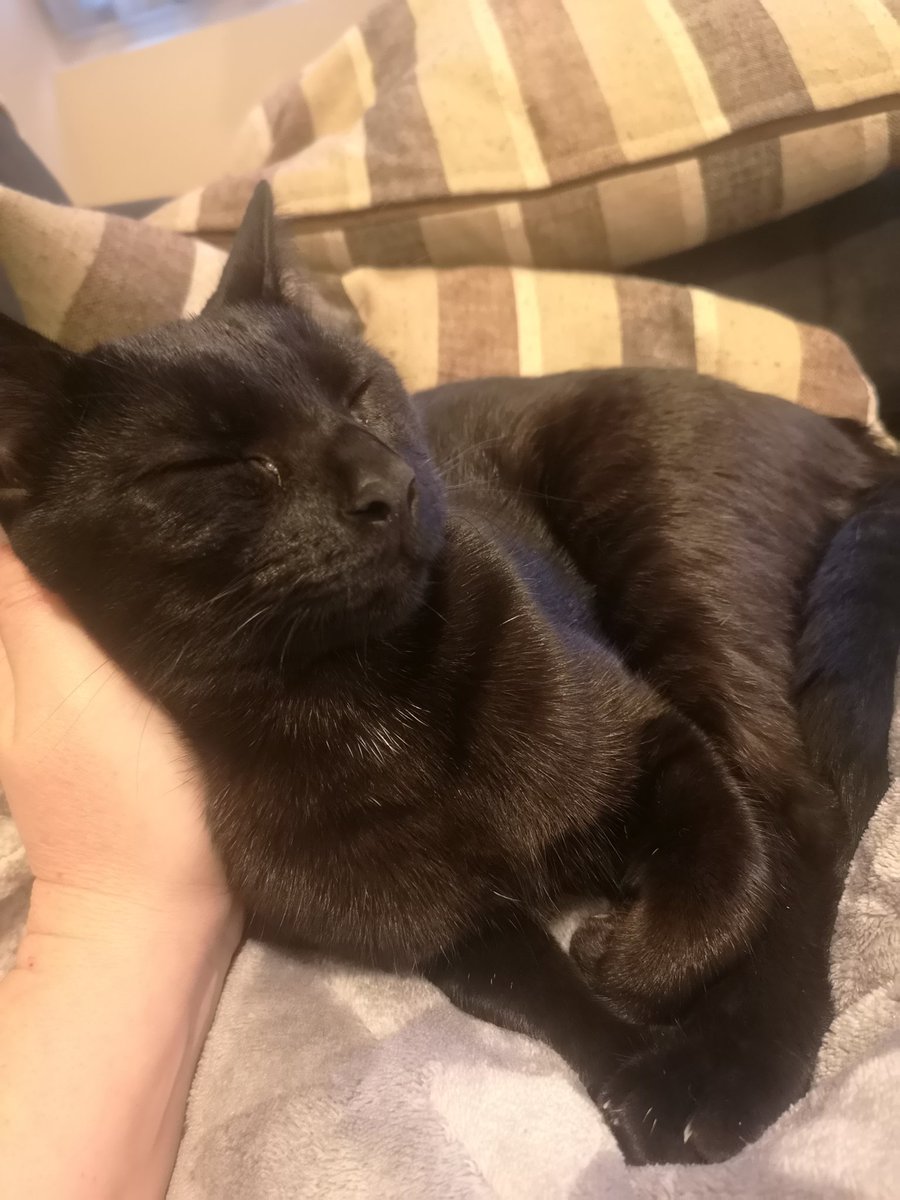 Drounz's tweet image. Pattoune pliée et croûte au coin des yeux. That's the life he chose to live.