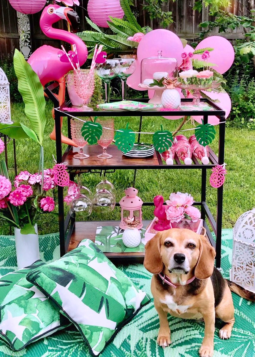 RT @BeagleTopazthe: Ok i iz reedie to be served.🐶🐾🍩🧁🍹

@beaglefacts @BHG #SweetDog #BeaglesOfTwitter #DogsOfTwitter #FlamingoLove #SummerParty #BarCart #BHGPets #FlamingoParty