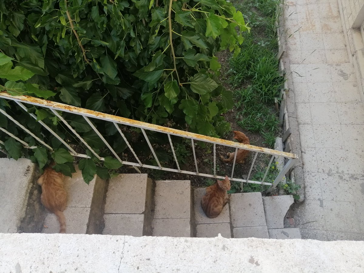 beerkdedeoglu's tweet photo. Cani sahipleri tarafından kapımın önüne bırakılmış 4 adet yavru kediyi kurtardım bugün, keyfim çok yerinde https://t.co/7SbzorBs7e
