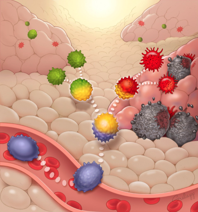 Head and neck surgeon <a href="/JohnSunwooMD/">John B. Sunwoo, M.D.</a> and colleagues identify the intraepithelial ILC1 within the #HNSCC #microenvironment as the #NKcell state with the greatest antitumor activity @StanfordCBio @StanfordImmuno @StanfordBioE <a href="/AHNSinfo/">AHNS</a> Read the paper here: bit.ly/SunwooNKPaper