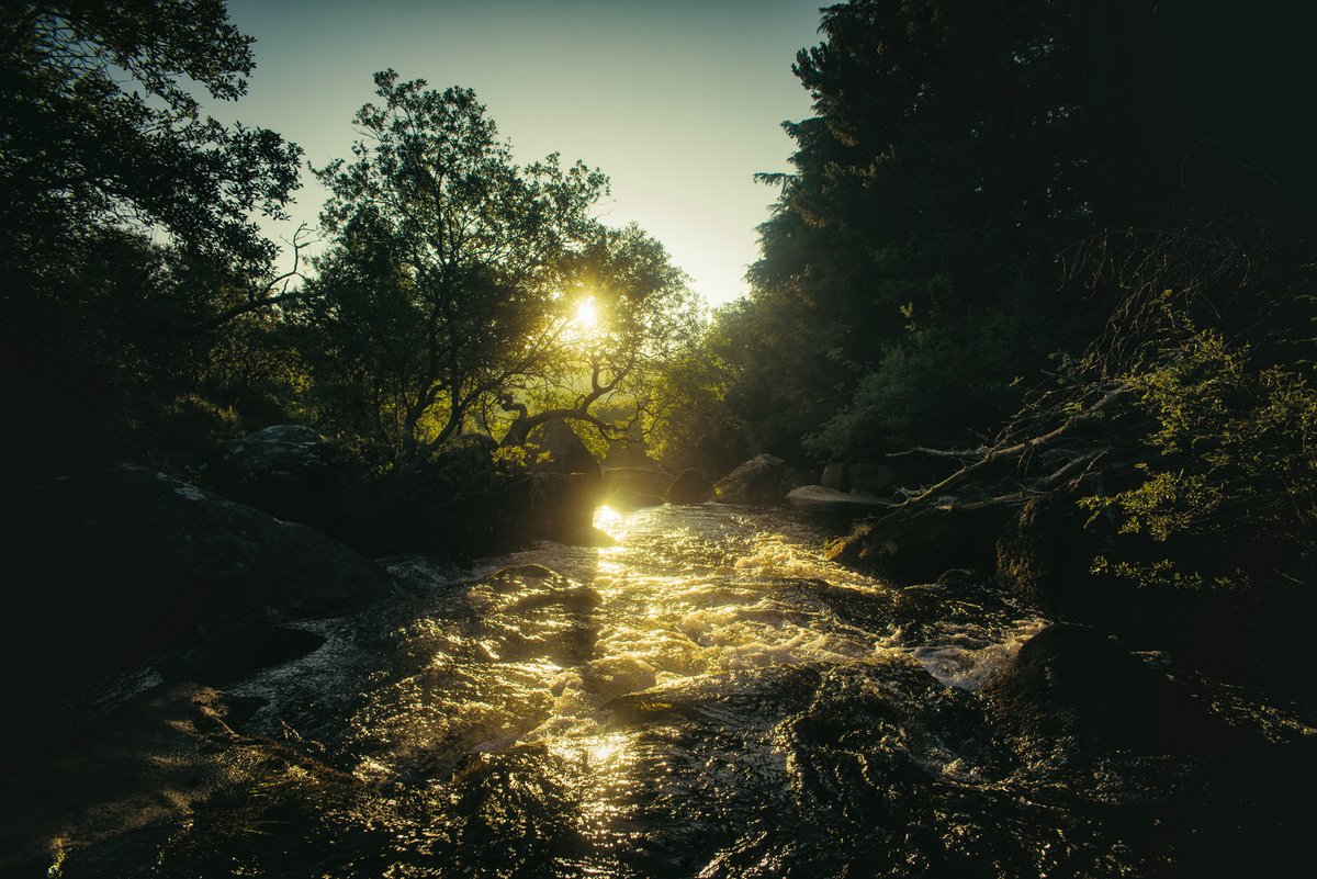 GlavindStrachan's tweet photo. #willow at #sunrise on #NorthTeignRiver on #Dartmoor this morning ๐ #dartmoornationalpark #dartmoorcollective #dramaticdevon #godartmoor #landscapephotographer #dartmoorphotographer https://t.co/3LUJjnnsd8