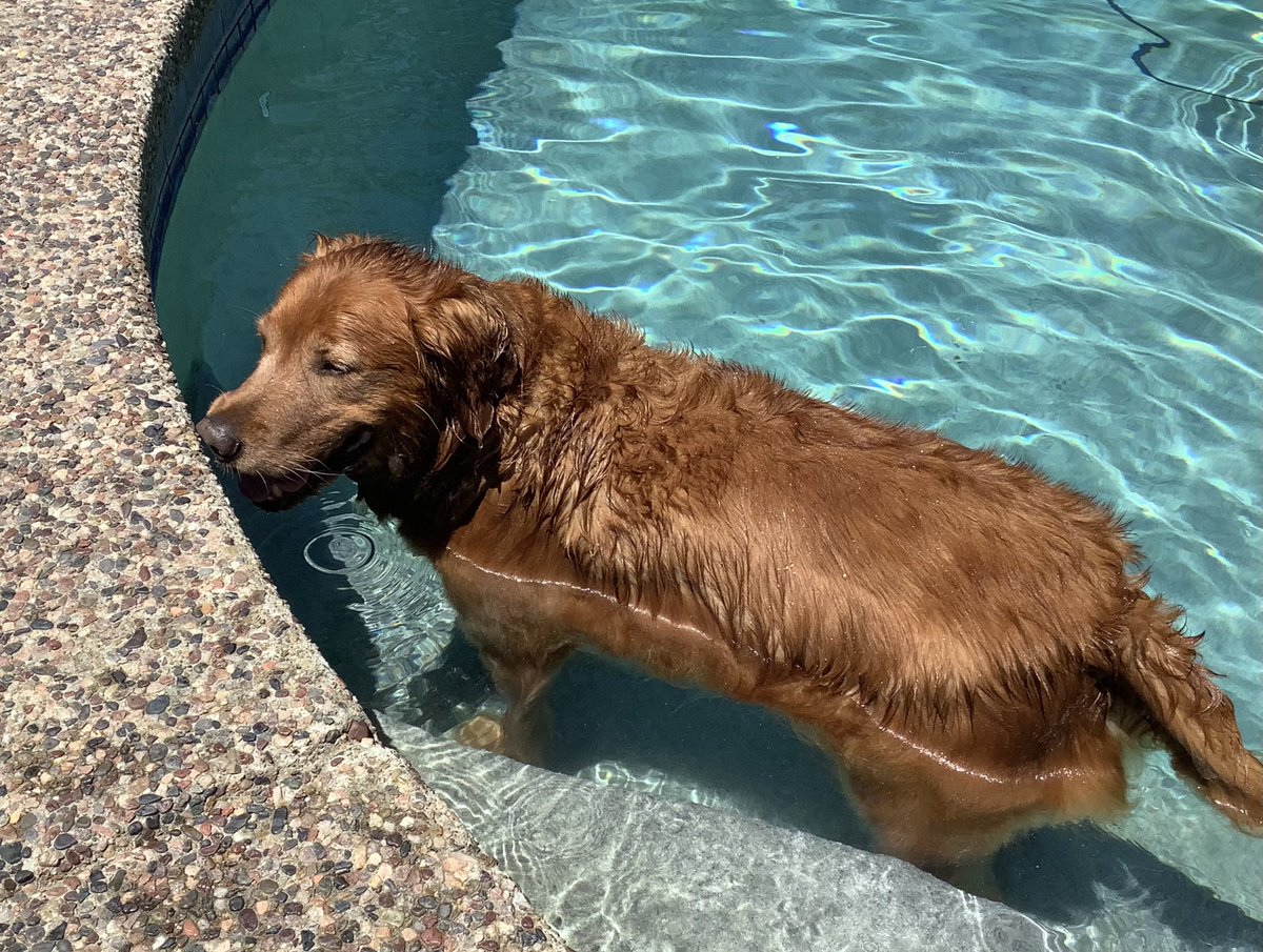 Best way to cool off after a long walk.
#CaliforniaDogs #GoldenRetrievers #FridayFeeling