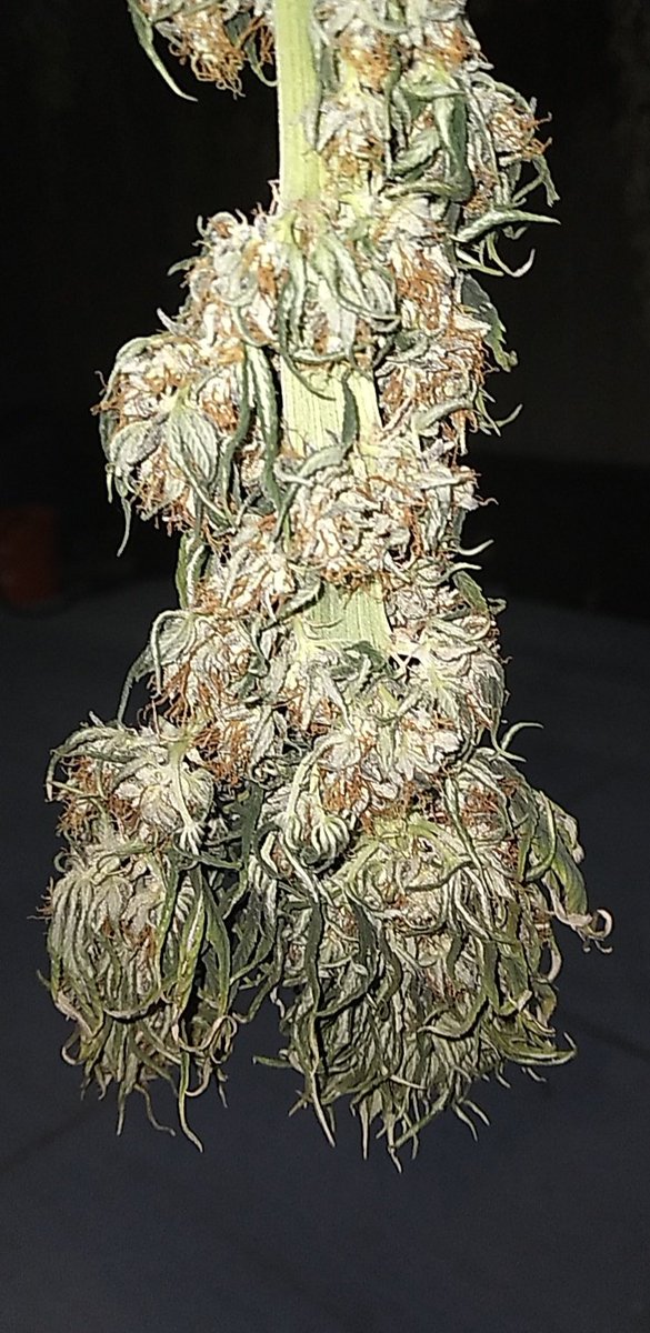 BCGrowKansas's tweet photo. Went to check and see how the CBD and CBG plants were doing in the Dry room. Everything seems be staying right on schedule. Hope everyone has a glorious weekend. #kshempgrower #cannabiscultivation #kansashemp #cannabiseducation #hempindustry #hempmovement #hempresearch https://t.co/hmoK6XvKF4