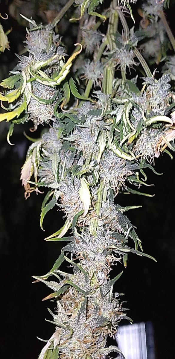 BCGrowKansas's tweet photo. Went to check and see how the CBD and CBG plants were doing in the Dry room. Everything seems be staying right on schedule. Hope everyone has a glorious weekend. #kshempgrower #cannabiscultivation #kansashemp #cannabiseducation #hempindustry #hempmovement #hempresearch https://t.co/hmoK6XvKF4