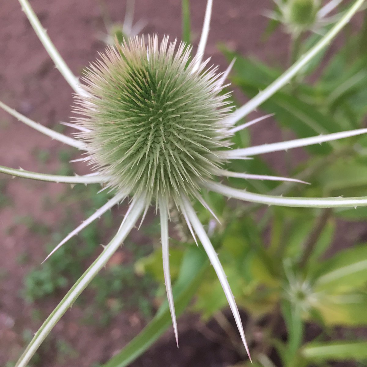 #TodaysJoy The silvery bits on my #teasle are positively luminous this evening #littlegarden #BigMotherHouse