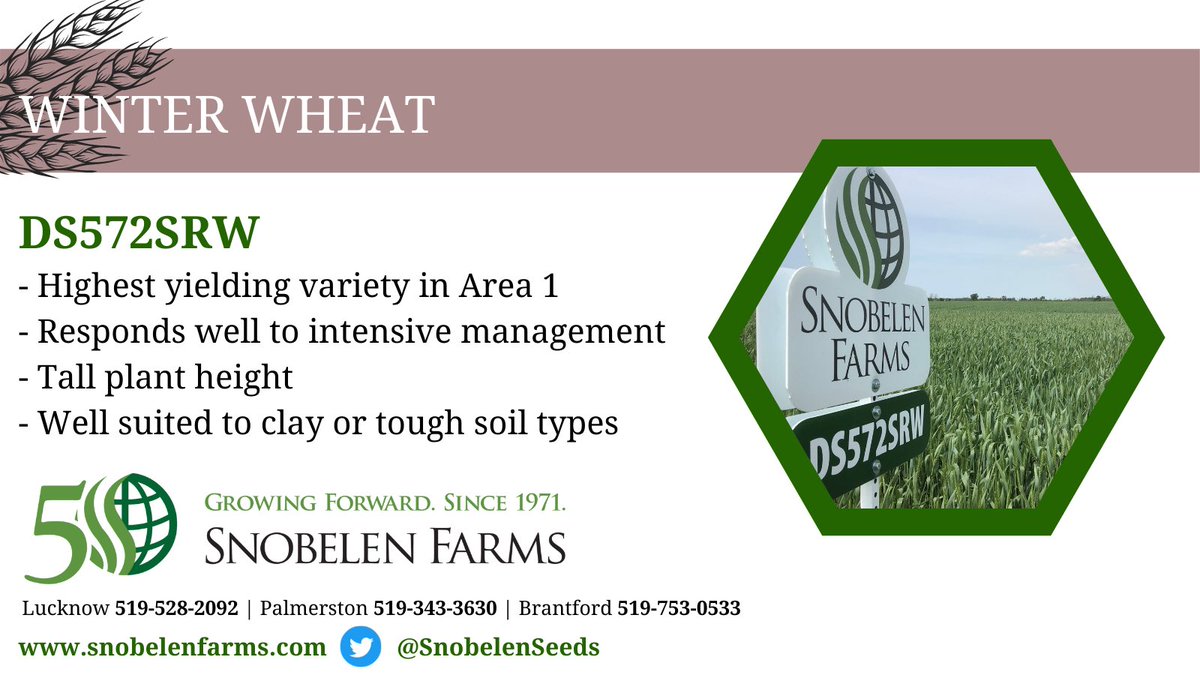 Today’s Winter Wheat variety is DS572SRW. Contact our <a href="/SnobelenSeeds/">Snobelen Seeds</a> team with any questions you may have - 519-528-2092. 🌾