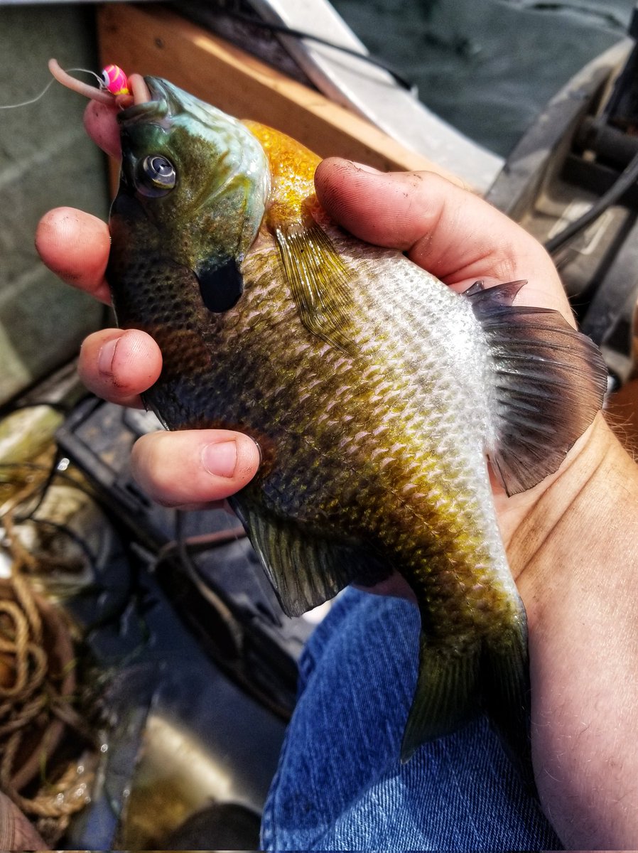 LowellMiller17's tweet photo. Fished a lake today I'd never fished before and not only brought home a limit of big gills but caught a pig of a largemouth too all on @WidowMakerLure #LToutdoors #michiganoutdoors #michiganfishing #fishing #panfish #bluegill #widowmakerjigs https://t.co/yCQQmlf7QZ