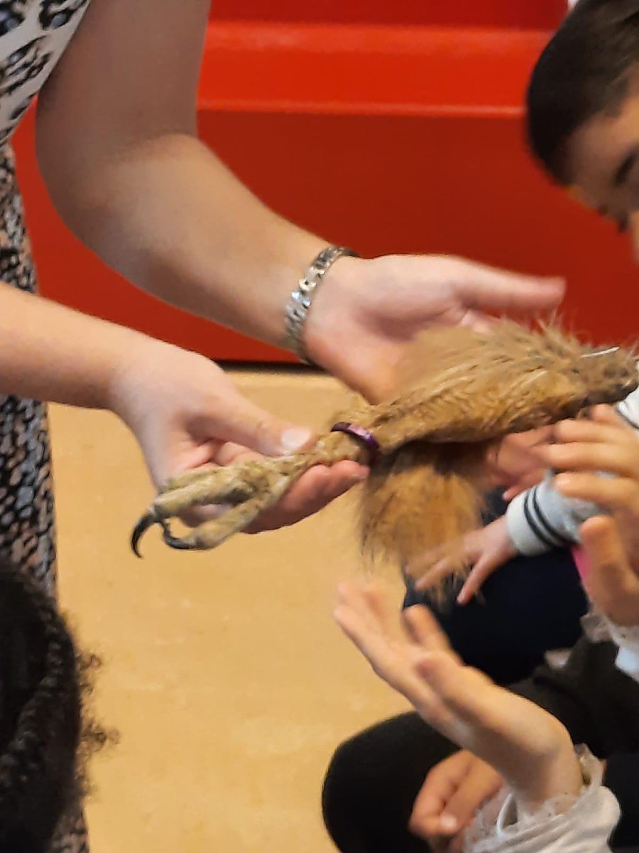 Op vrijdag 16 juli kwam juf Antoinette van Dirondy met 3 uilen naar school: een oehoe, een bosuil en een kerkuil. Zij wist heel veel te vertellen over de uilen aan de kinderen uit groep 1/2 en groep 4. walsprong.nl/2021/07/bijzon…