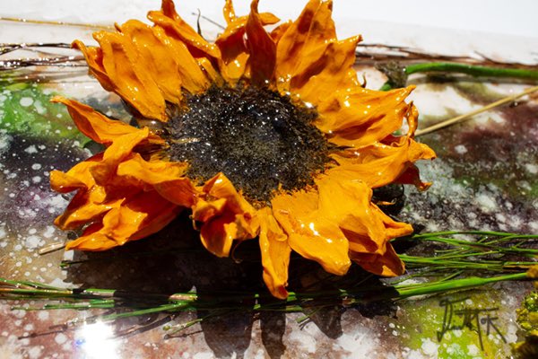 dinetthok2's tweet photo. @nft_max 🌻Wonderful Friday afternoon🌻Sharing “Cheerful” with you. NFT from my Sunflower Collection by Dinett Hok. @opensea RealSunflowers on canvas Artwork https://t.co/9r3zGR8i0i