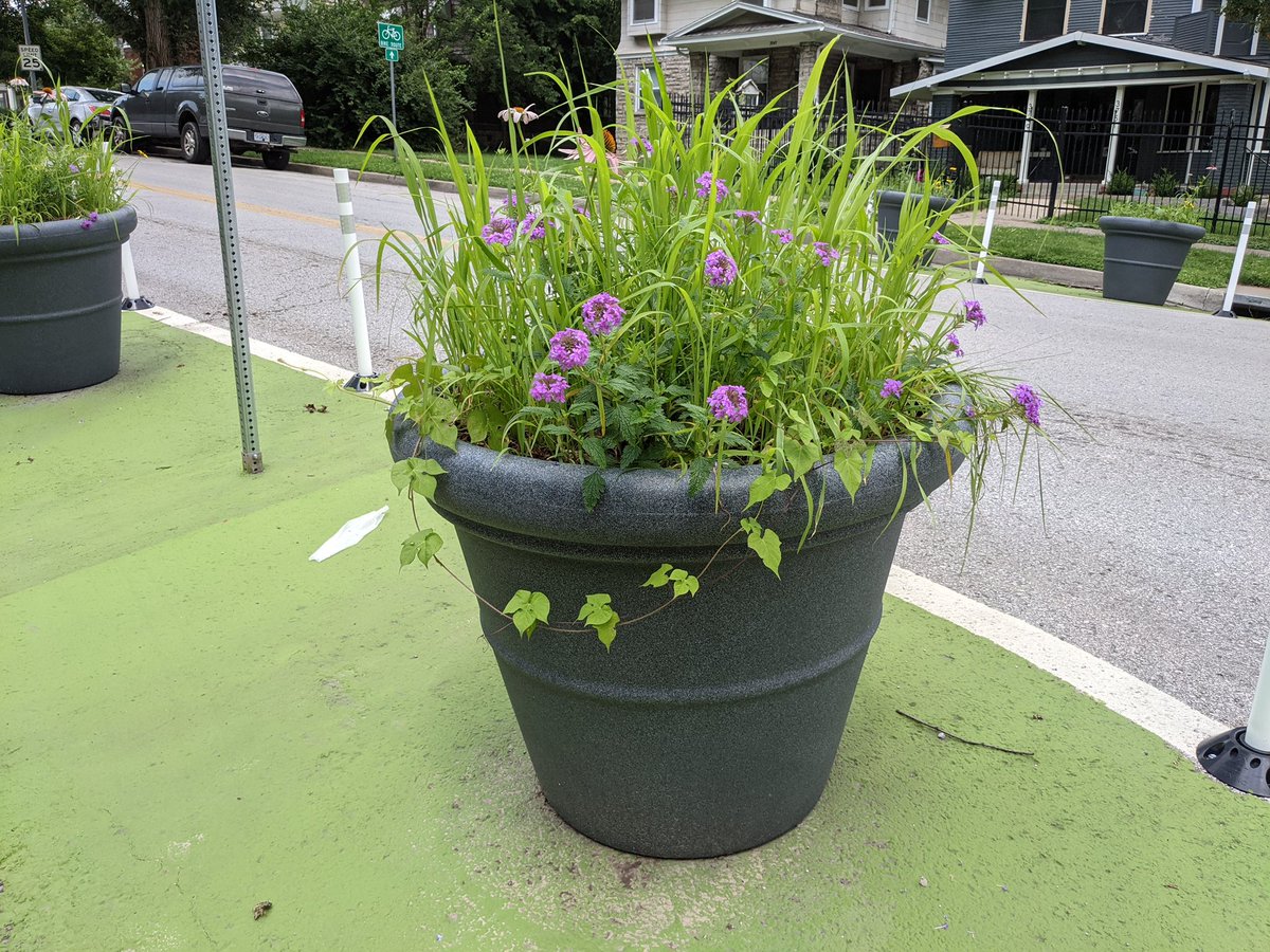 StreetSmartsDB's tweet image. After a month since installation, the planters at the Volker Traffic Calming Project are filling out very nicely with (mostly) native plants!