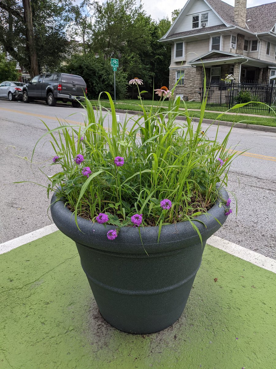 StreetSmartsDB's tweet image. After a month since installation, the planters at the Volker Traffic Calming Project are filling out very nicely with (mostly) native plants!