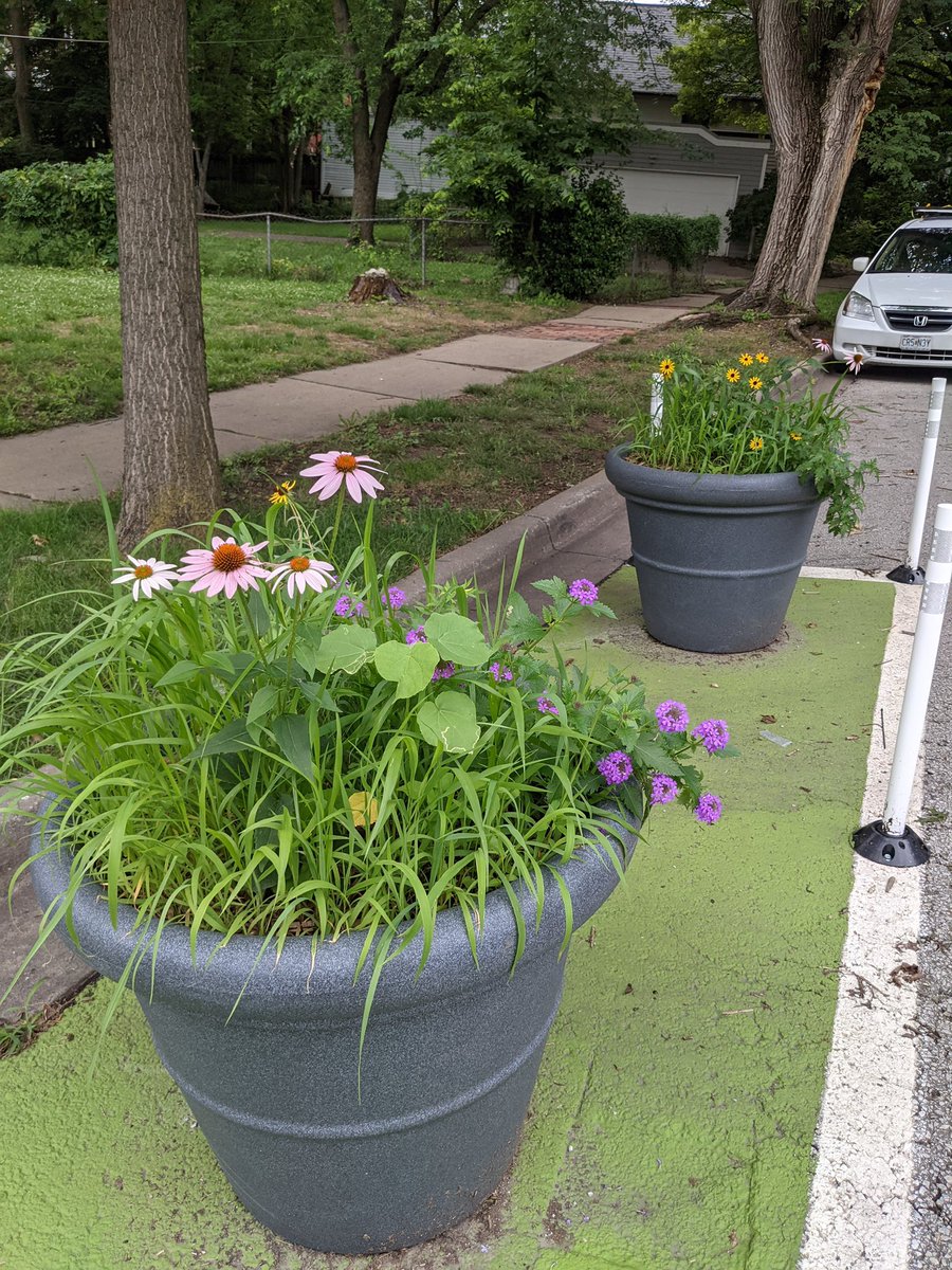 StreetSmartsDB's tweet image. After a month since installation, the planters at the Volker Traffic Calming Project are filling out very nicely with (mostly) native plants!