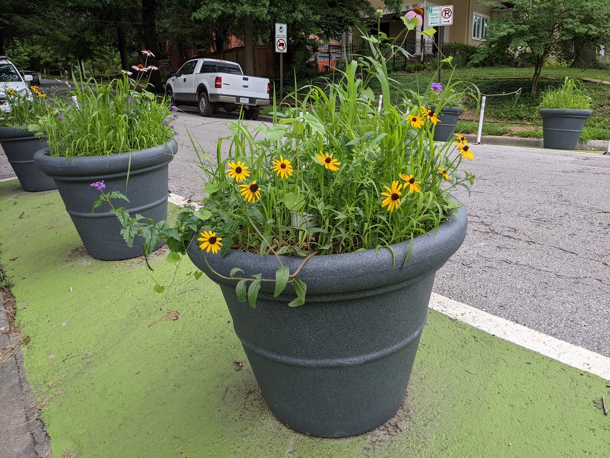 StreetSmartsDB's tweet image. After a month since installation, the planters at the Volker Traffic Calming Project are filling out very nicely with (mostly) native plants!