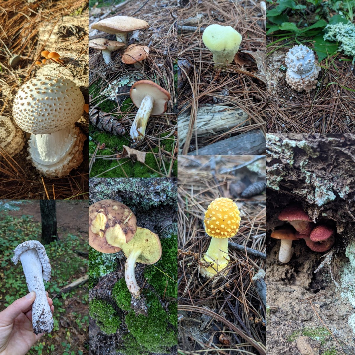 Features on WCVB &amp; Sunday Mushroom Hike - mailchi.mp/8c127cf23893/m…