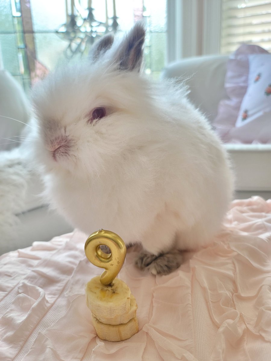 HappyDaysFarm1's tweet photo. Today is Sugar's 9th Birthday!
.
.
#rabbit #bunny #bunnyrabbit #birthday #lionheadrabbit #happydaysfarm https://t.co/ohJECza6LJ